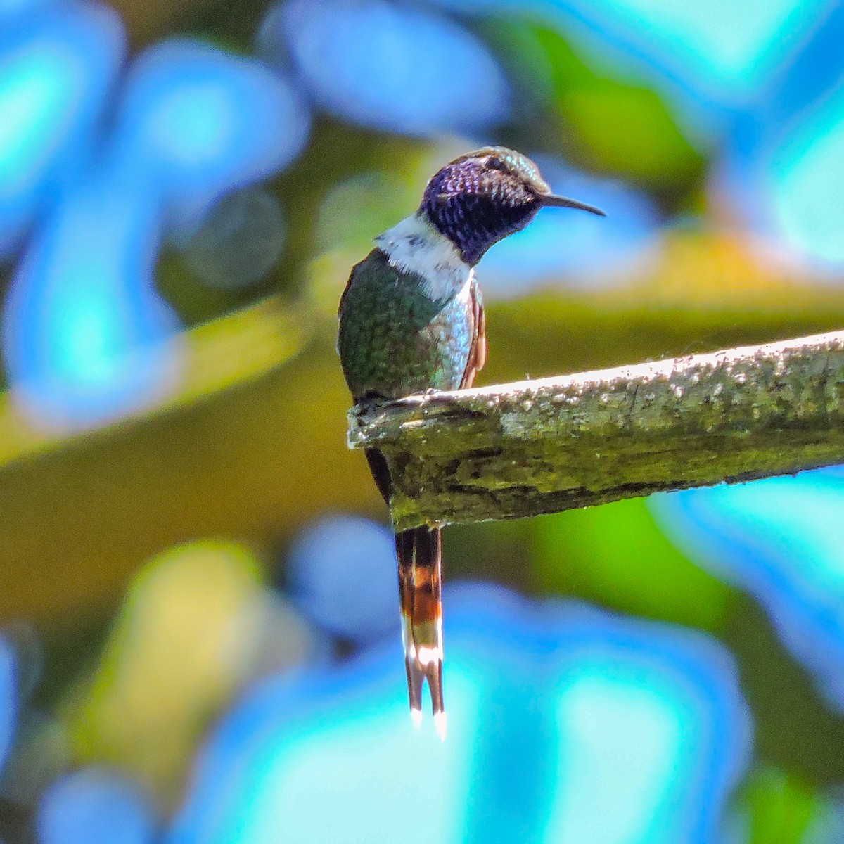 Sparkling-tailed Hummingbird - Raúl Álvarez