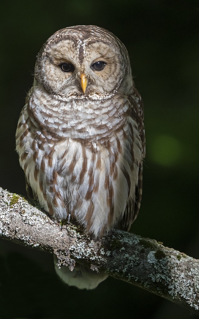 Barred Owl - ML369982421