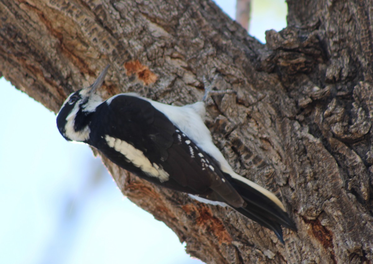 Hairy Woodpecker - ML36998901