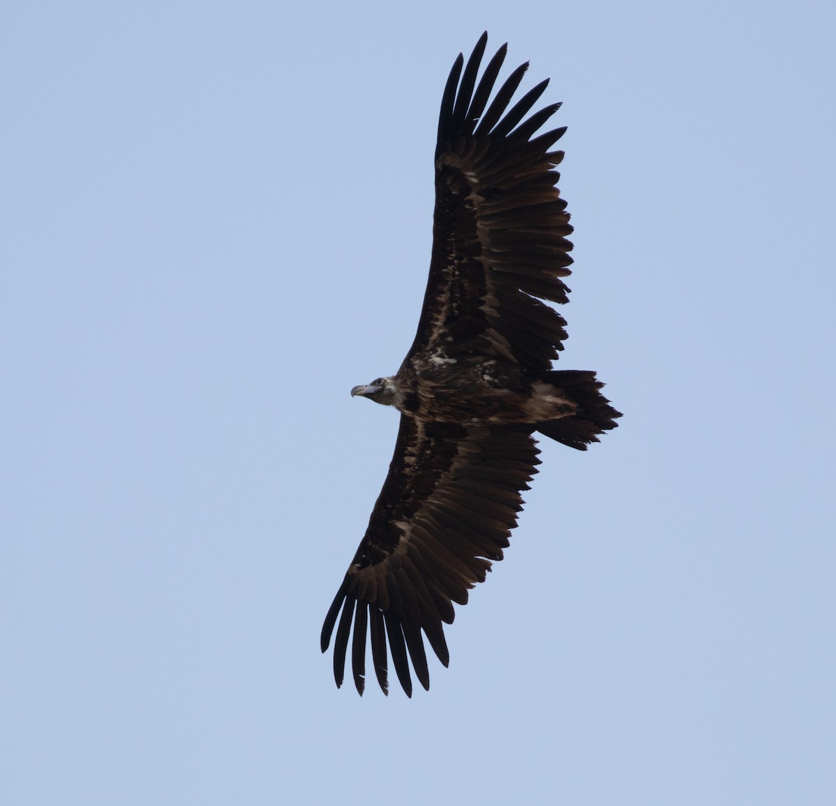 Cinereous Vulture - ML369990921
