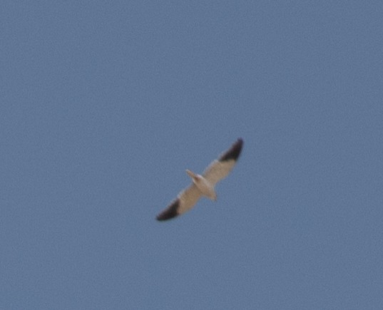Black-winged Kite - ML369990941