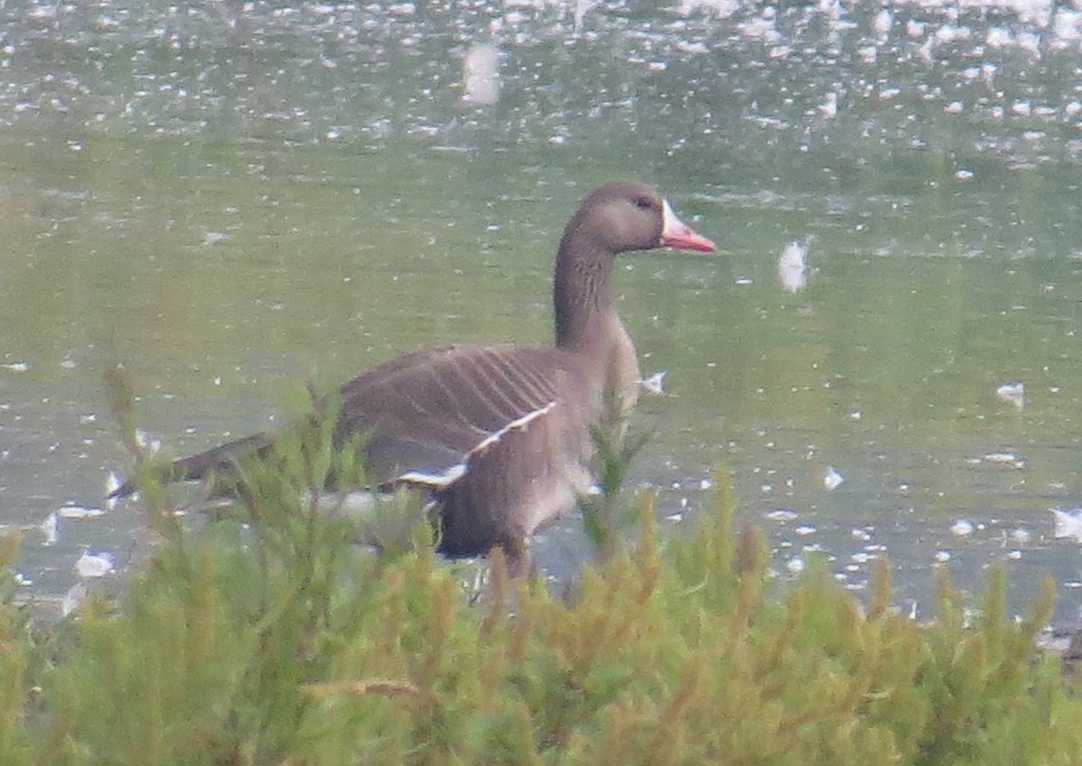 Greater White-fronted Goose - Myron Gerhard