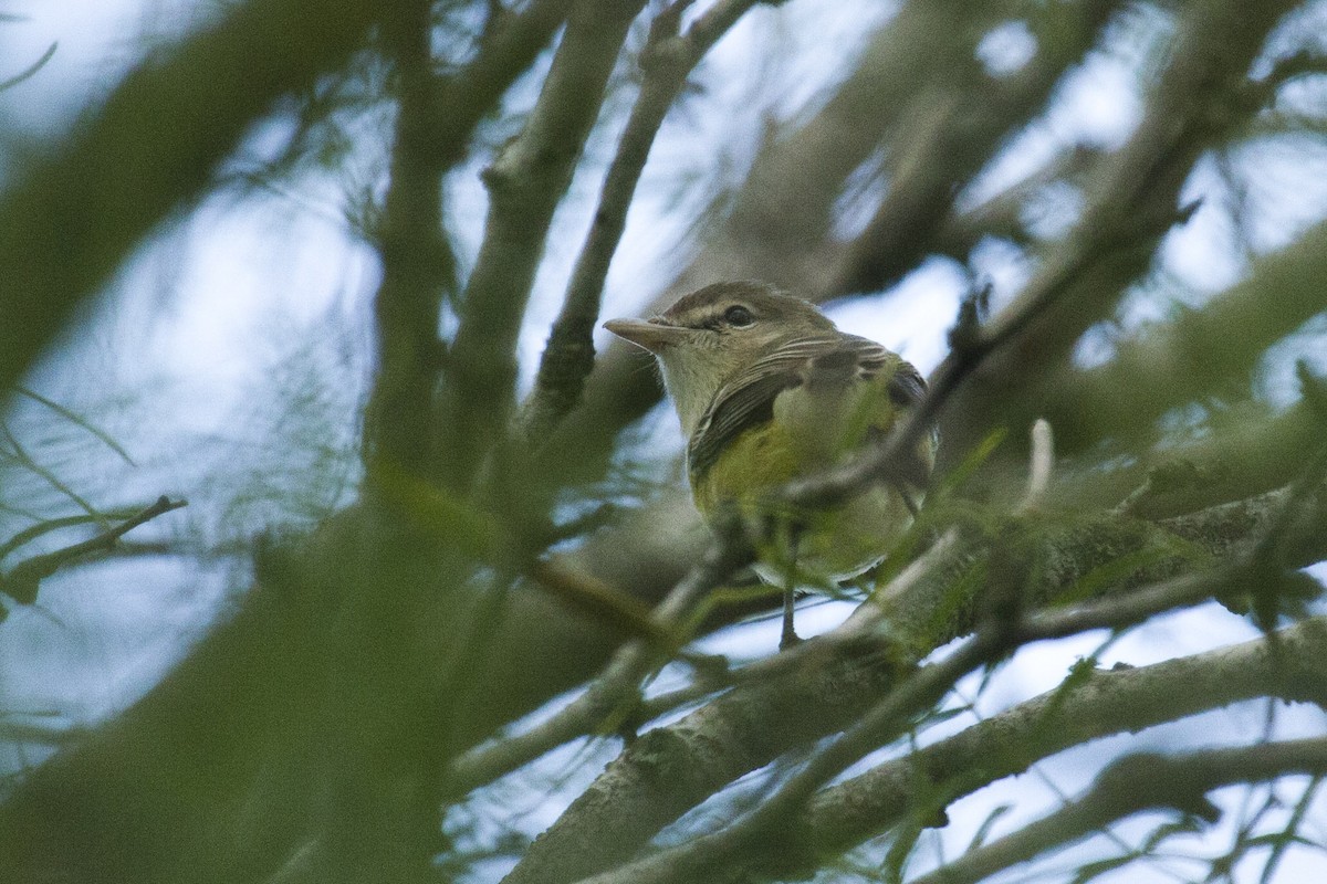Bell's Vireo - Liam Wolff