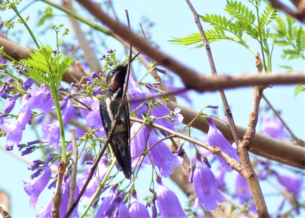 kolibřík fialovolímcový - ML370003541