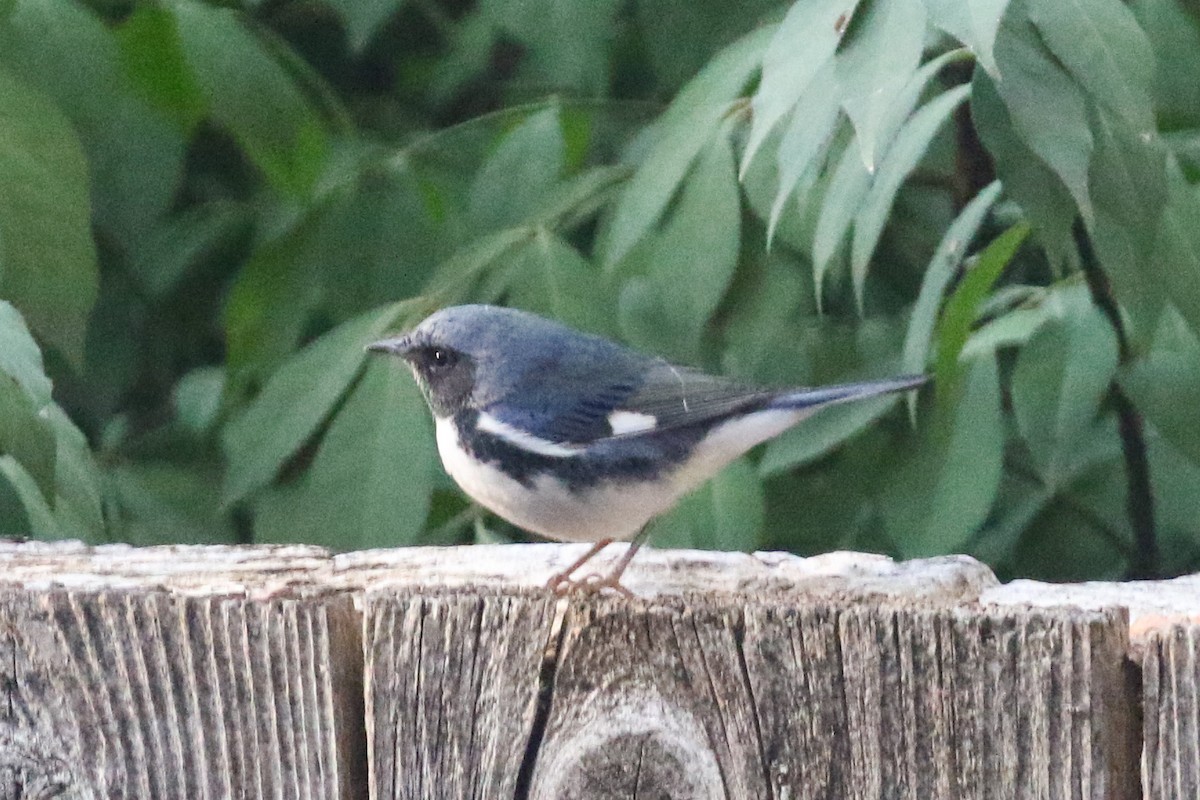 Black-throated Blue Warbler - ML370015901