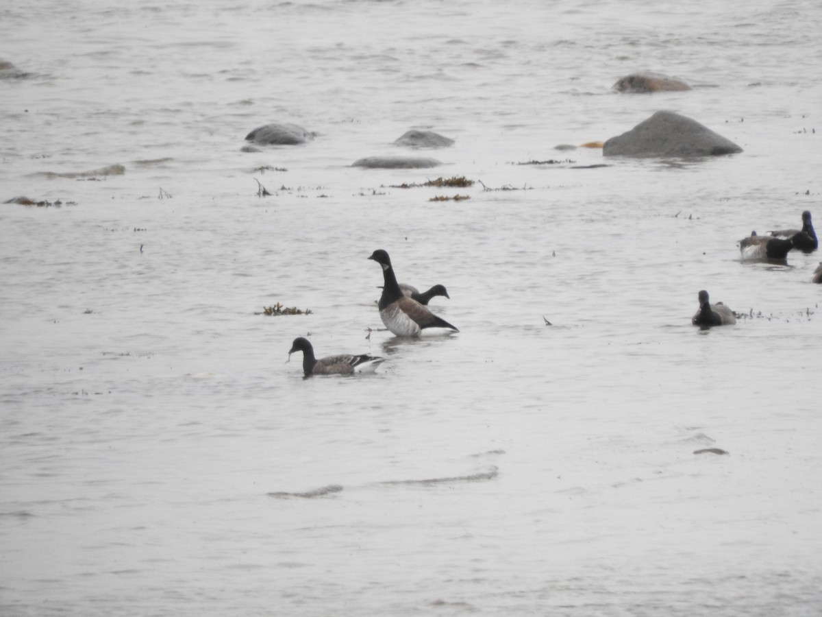 Brant - France Desbiens