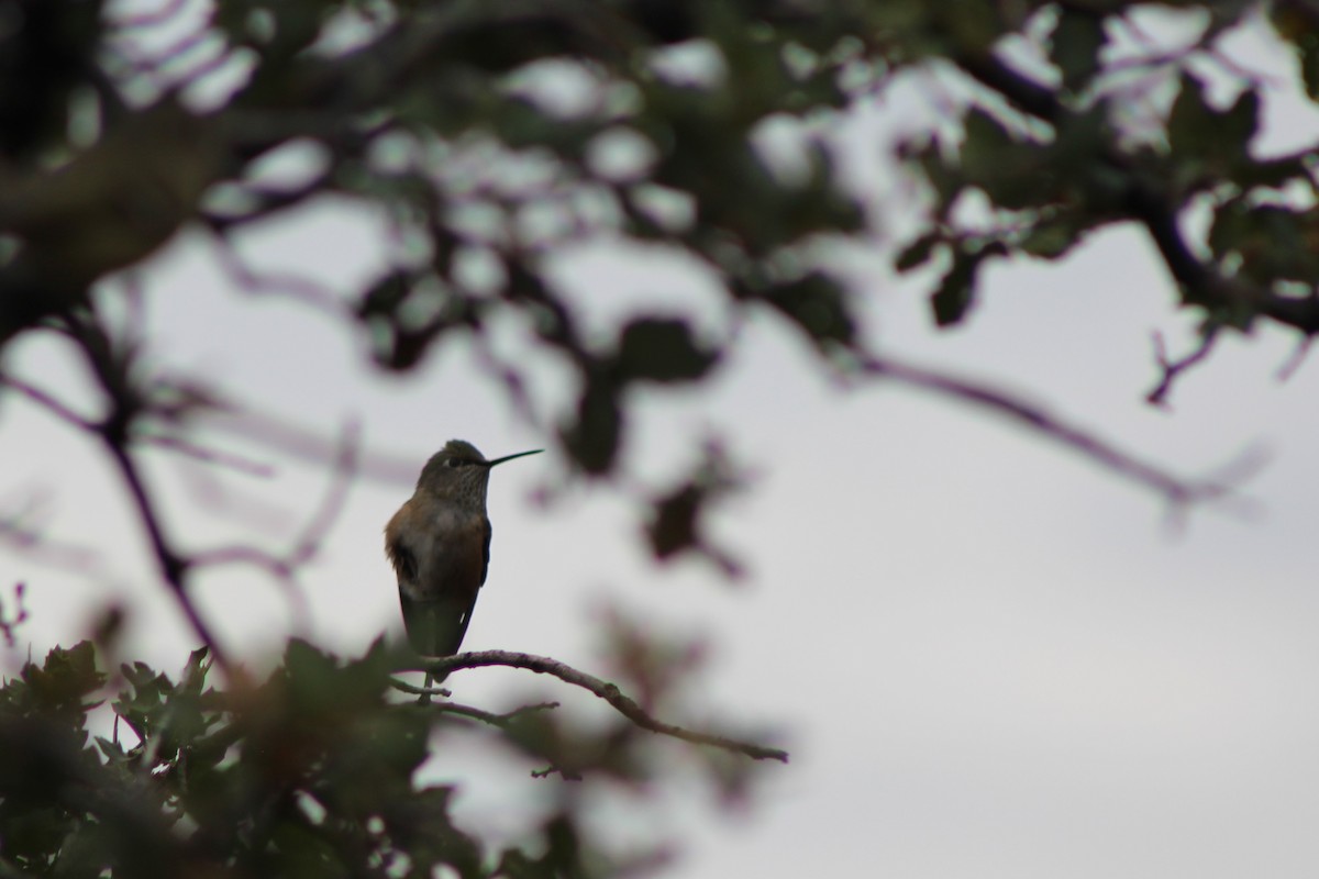 Broad-tailed Hummingbird - ML37002051