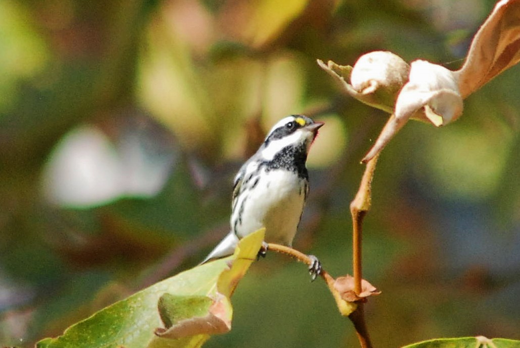 Black-throated Gray Warbler - John Chapple