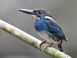  - Javan Blue-banded Kingfisher