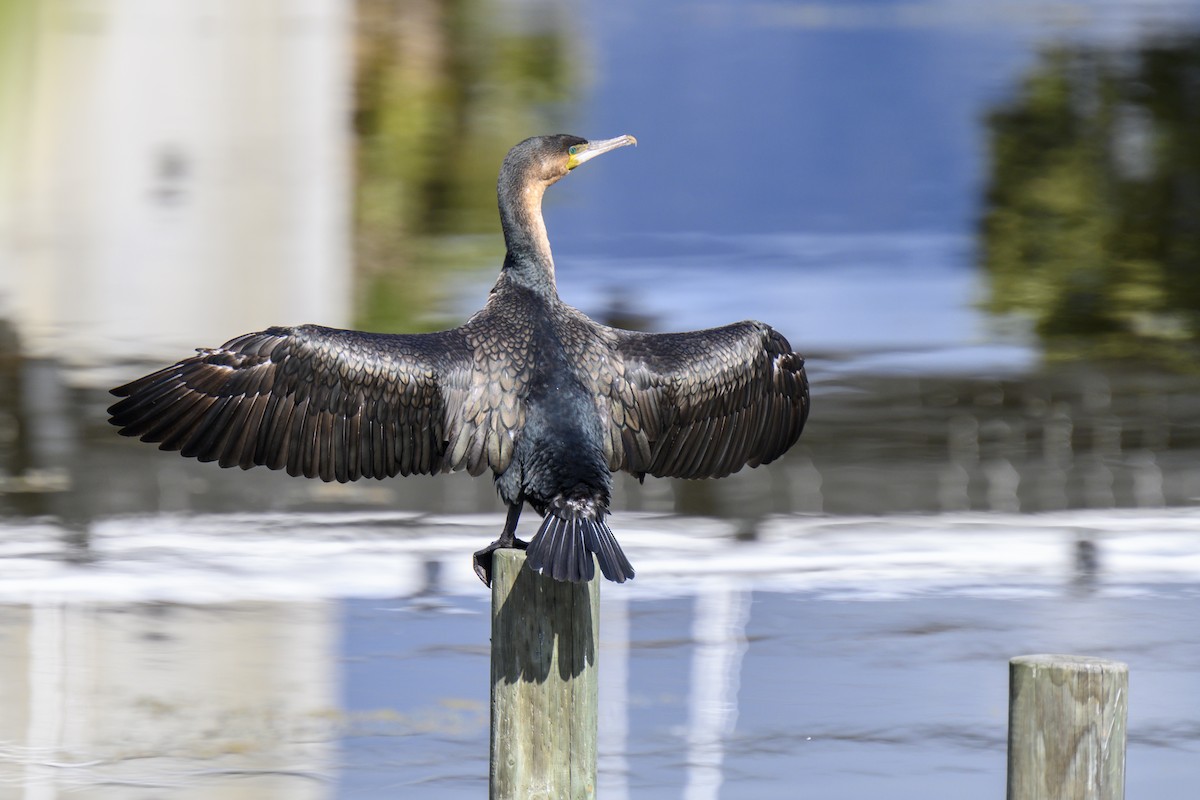 Great Cormorant (White-breasted) - ML370026891