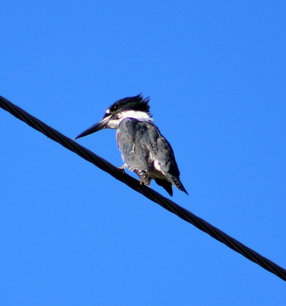 Belted Kingfisher - ML37002881