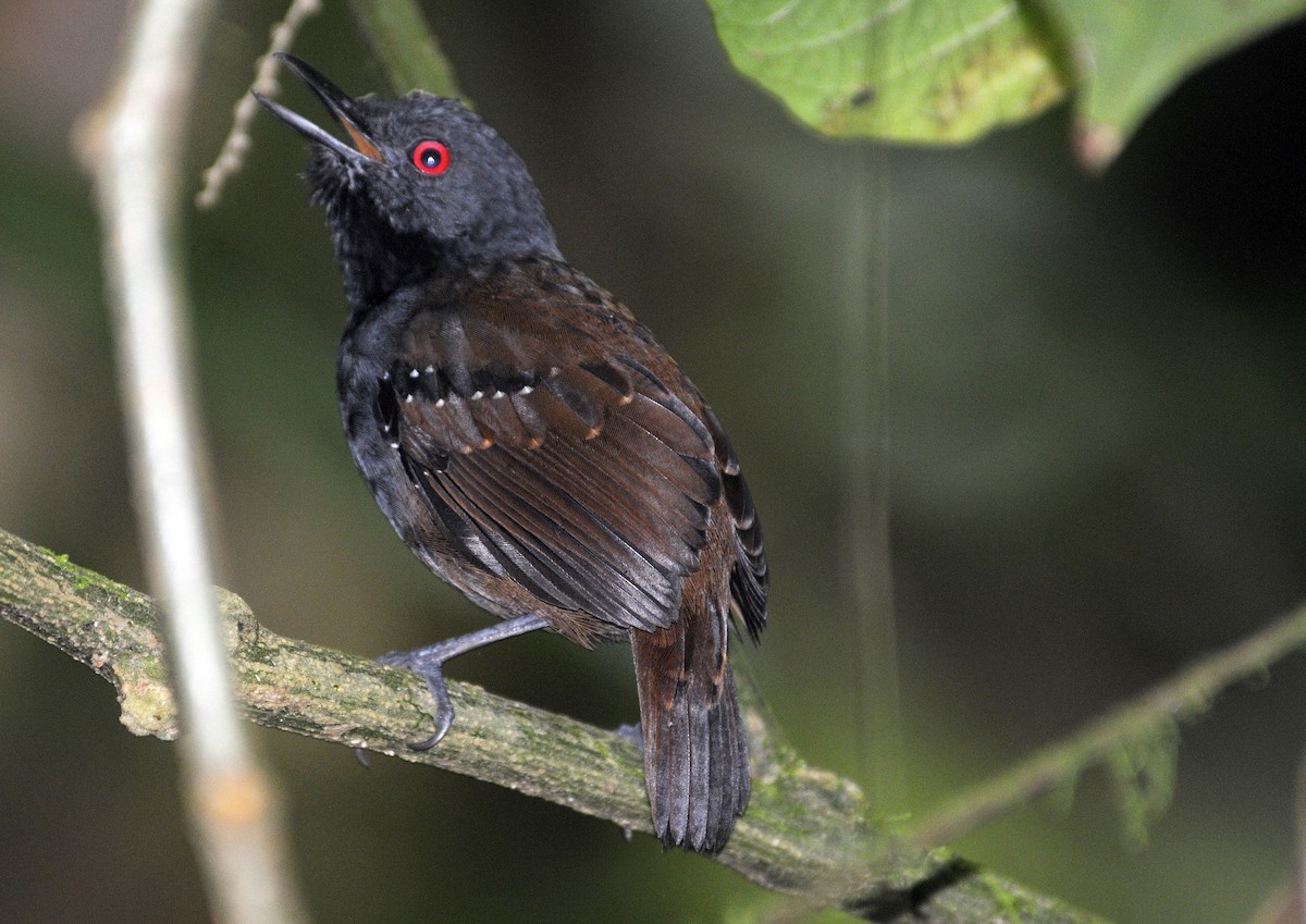 Dull-mantled Antbird - Ted Sears