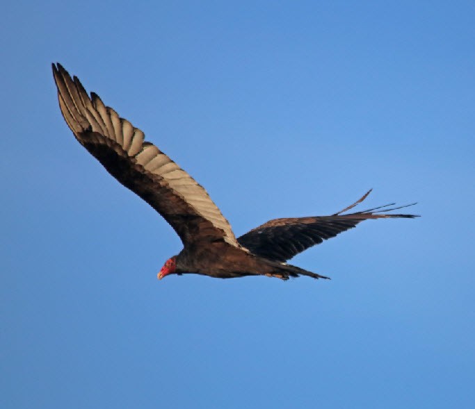 Turkey Vulture - ML370029011