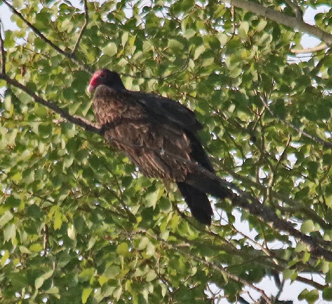 Turkey Vulture - ML370029191