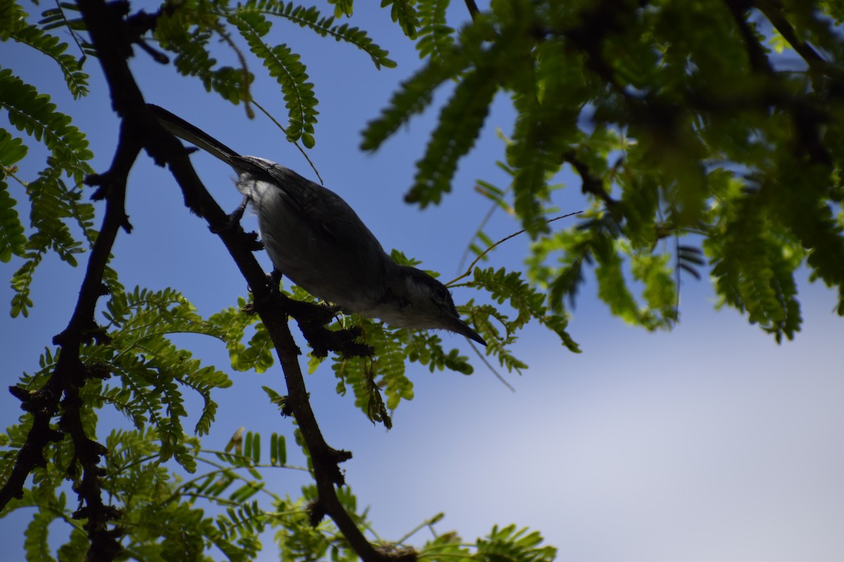 Tropical Gnatcatcher - ML370033461