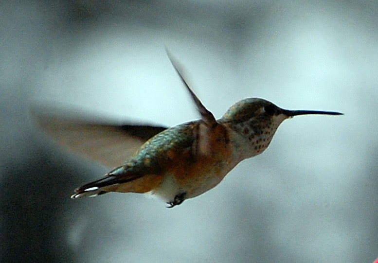 Rufous Hummingbird - Gillian  Richards