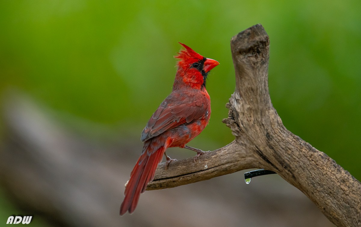 Northern Cardinal (Common) - Ardell Winters