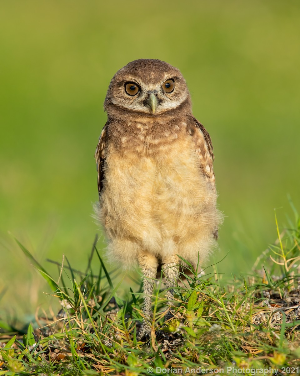 Burrowing Owl - ML370041591