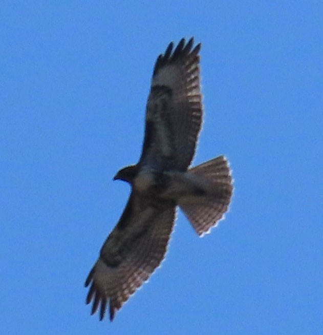 Red-tailed Hawk - ML370044331