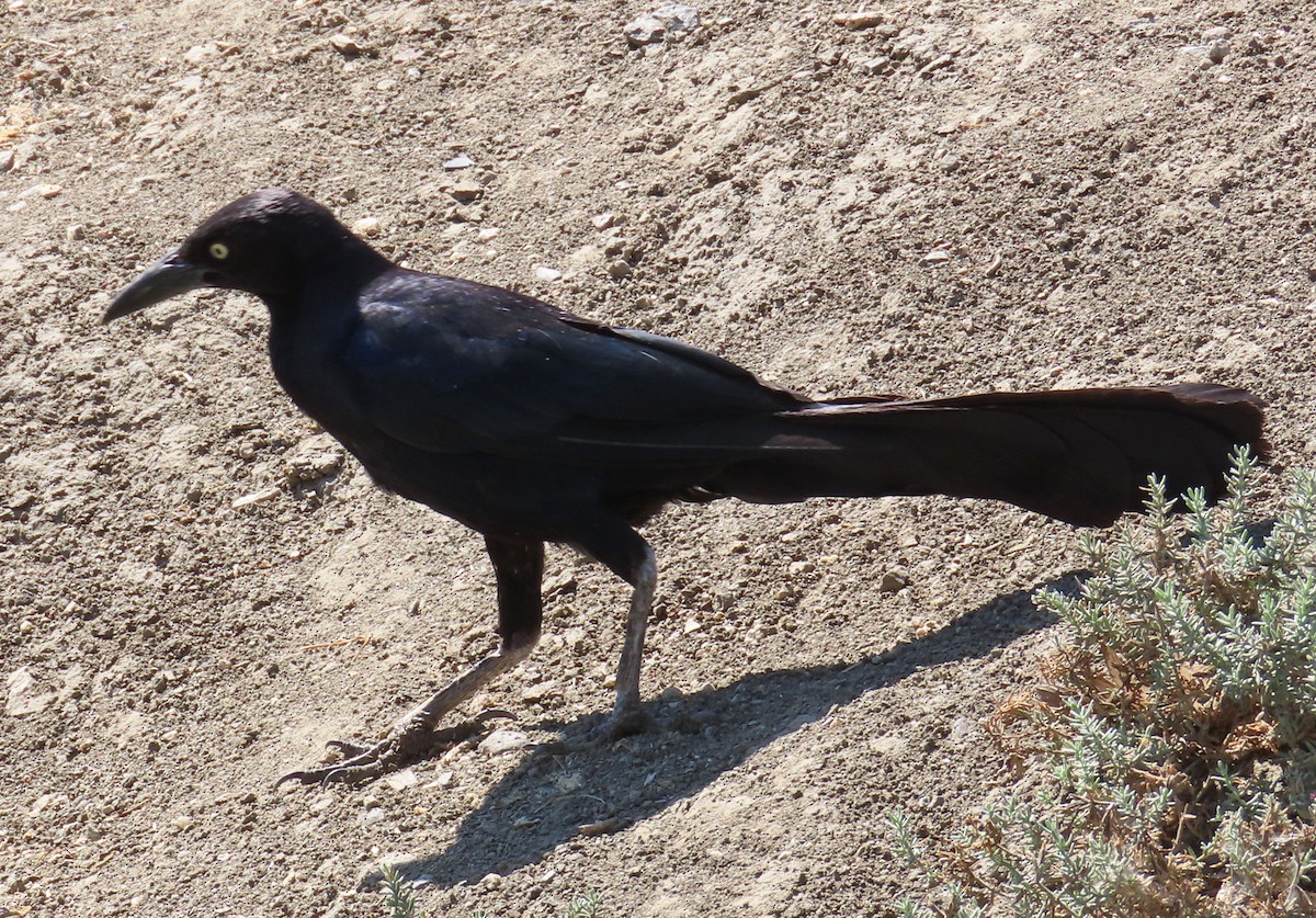 Great-tailed Grackle - ML370044681