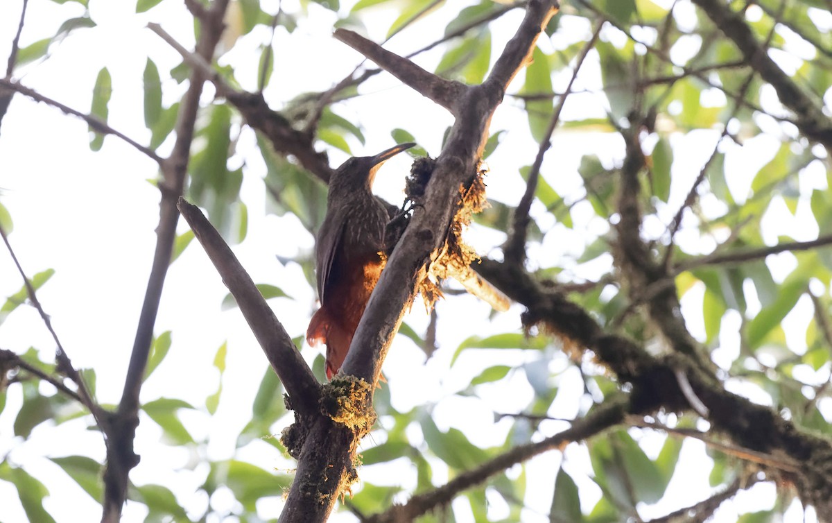 Strong-billed Woodcreeper (Andean/Northern) - Timo Mitzen