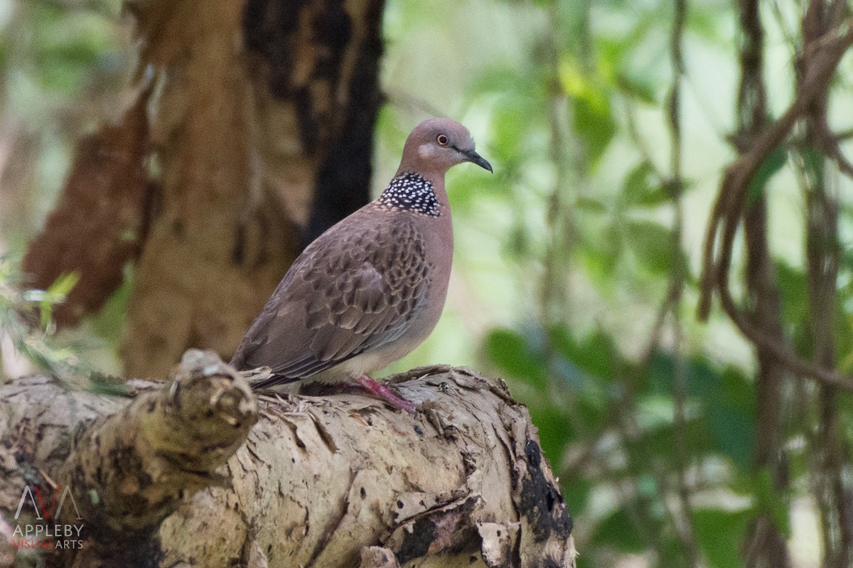 Spotted Dove - ML37005061