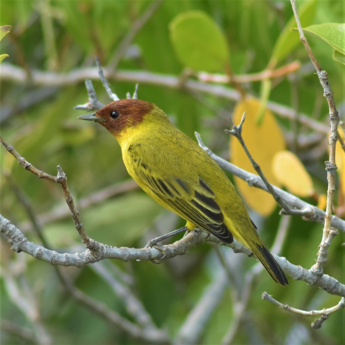 Yellow Warbler (Mangrove) - ML370057391