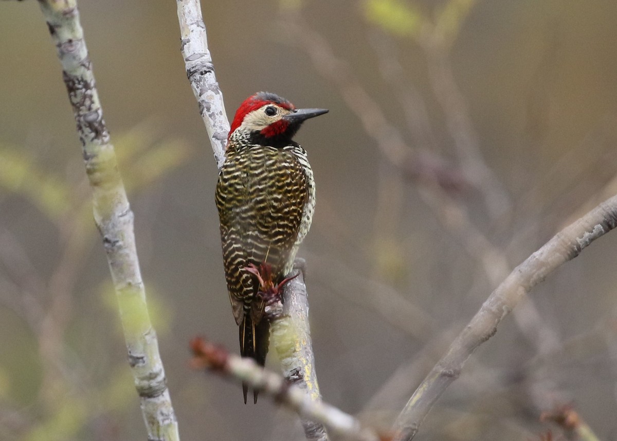 Black-necked Woodpecker - ML370060231
