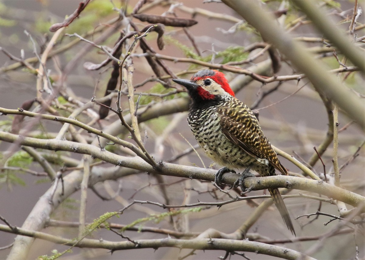 Black-necked Woodpecker - ML370060261