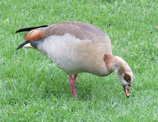 Egyptian Goose, ML37006261