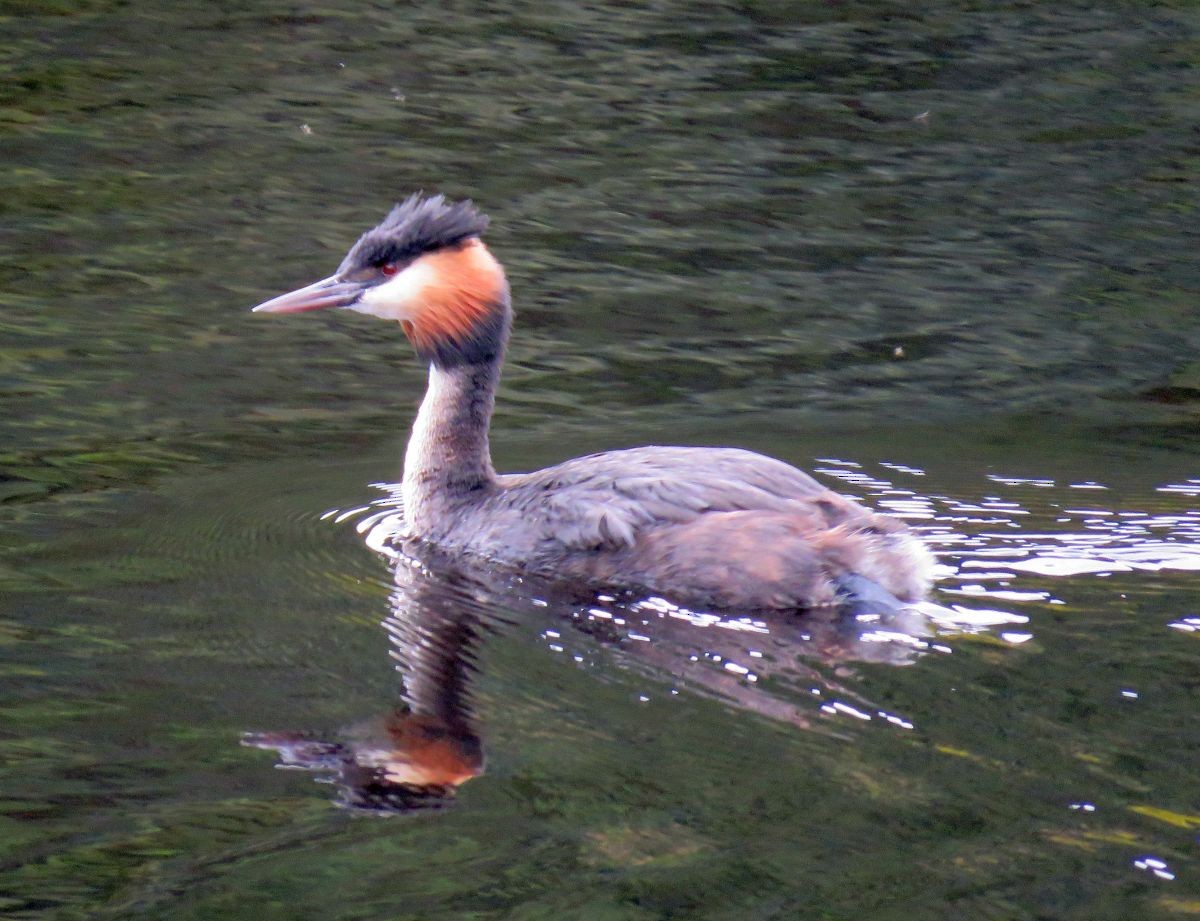 Great Crested Grebe - Chris Butler