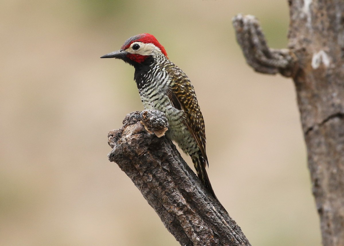 Black-necked Woodpecker - Dean LaTray