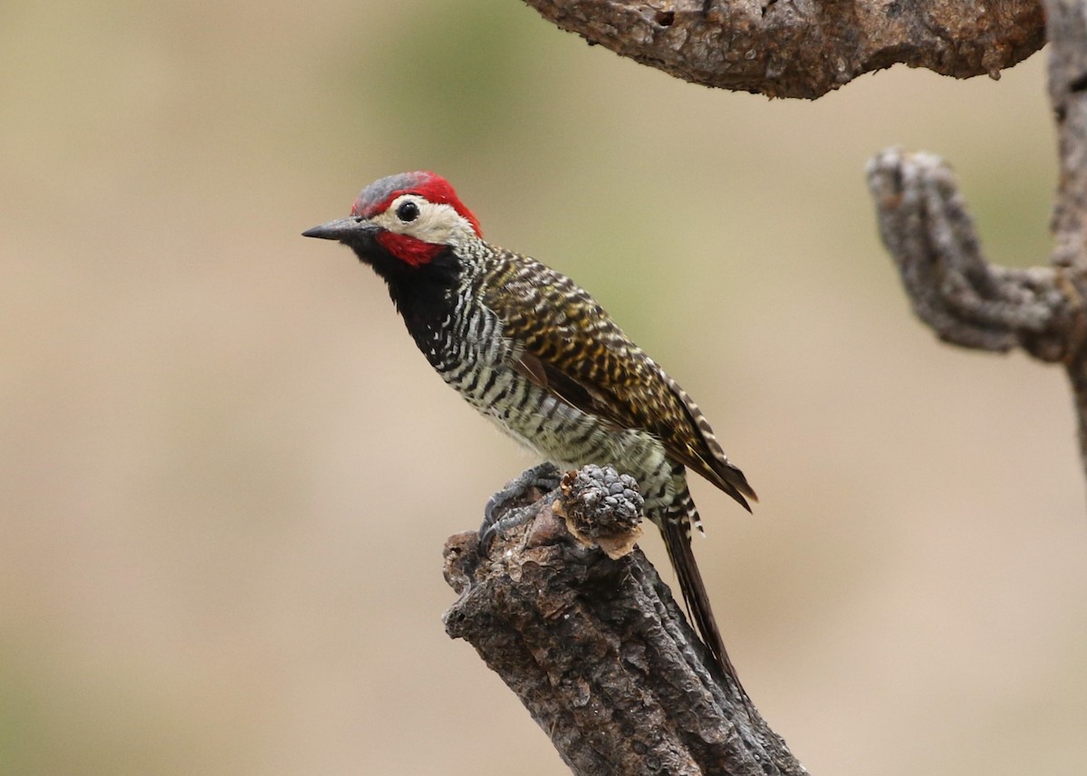 Black-necked Woodpecker - ML370063061