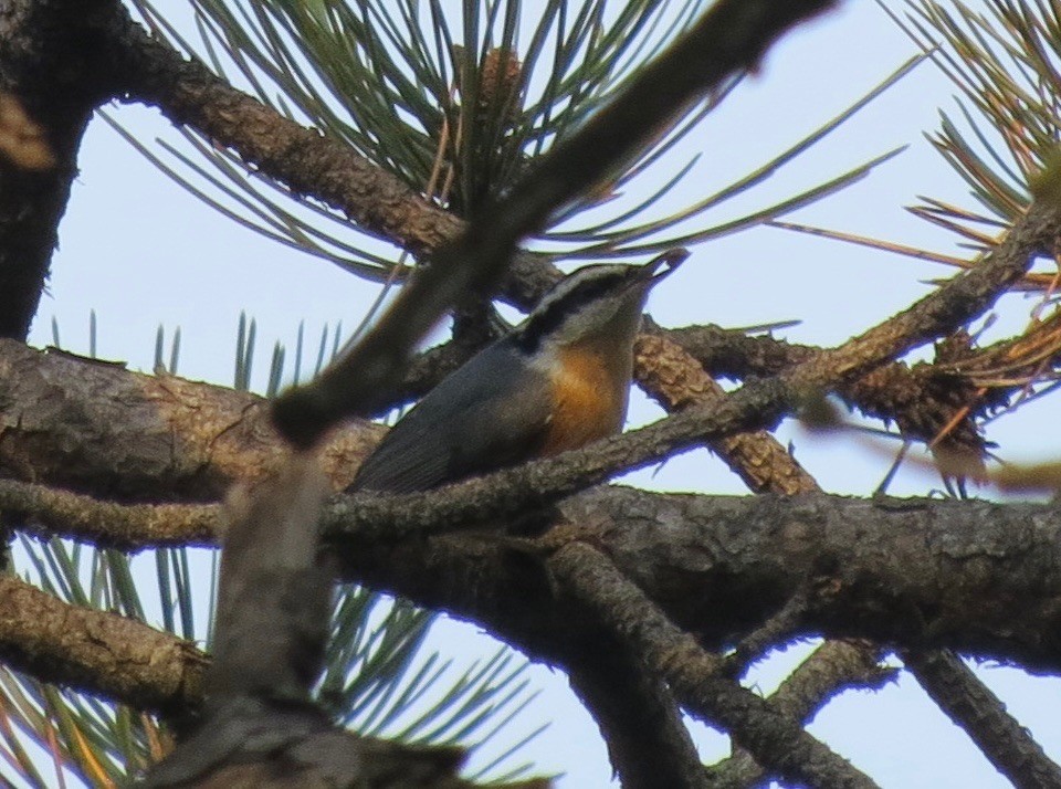 Red-breasted Nuthatch - John W