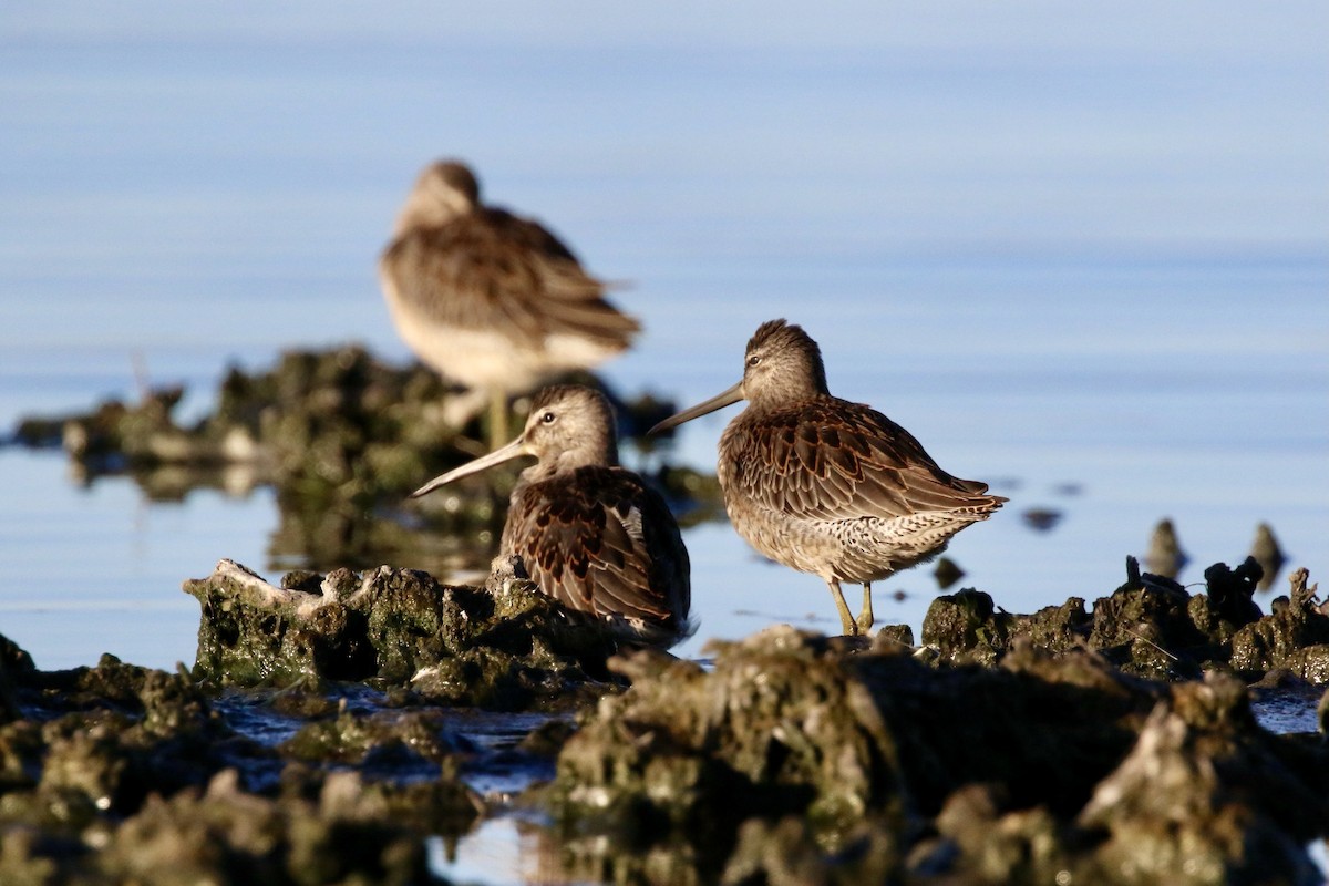 Long-billed Dowitcher - ML370069561