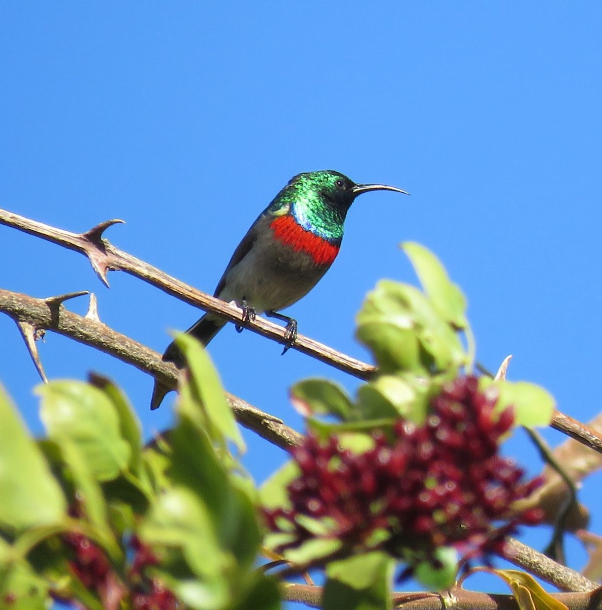 Southern Double-collared Sunbird - Chris Butler