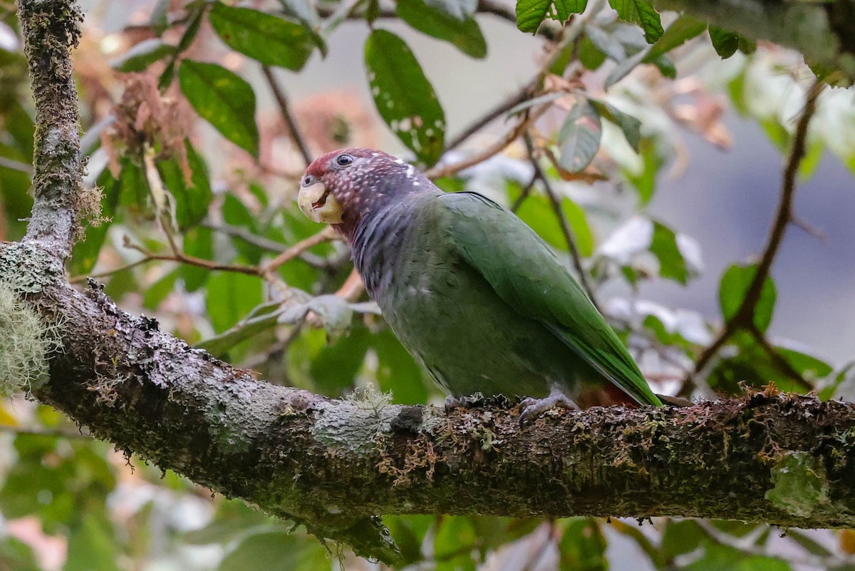 Speckle-faced Parrot - ML370073791