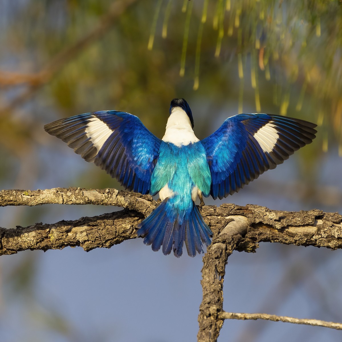 Forest Kingfisher - ML370077801