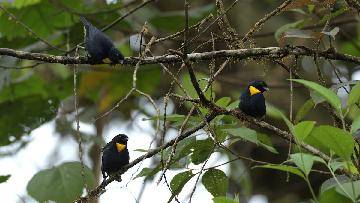 Golden-chested Tanager - ML370078181