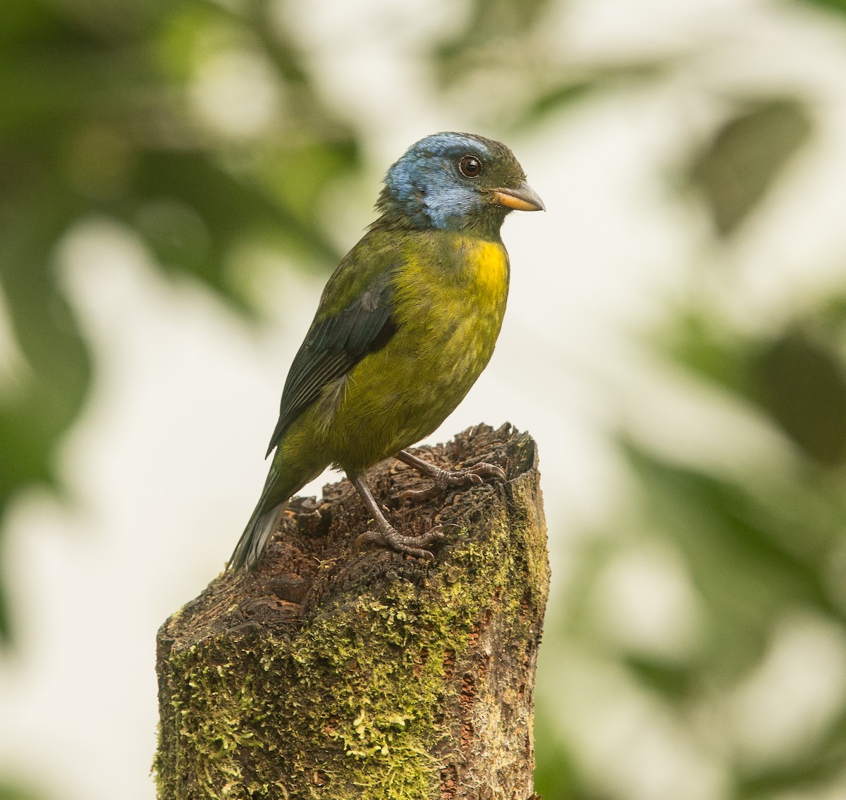 Moss-backed Tanager - ML370079341