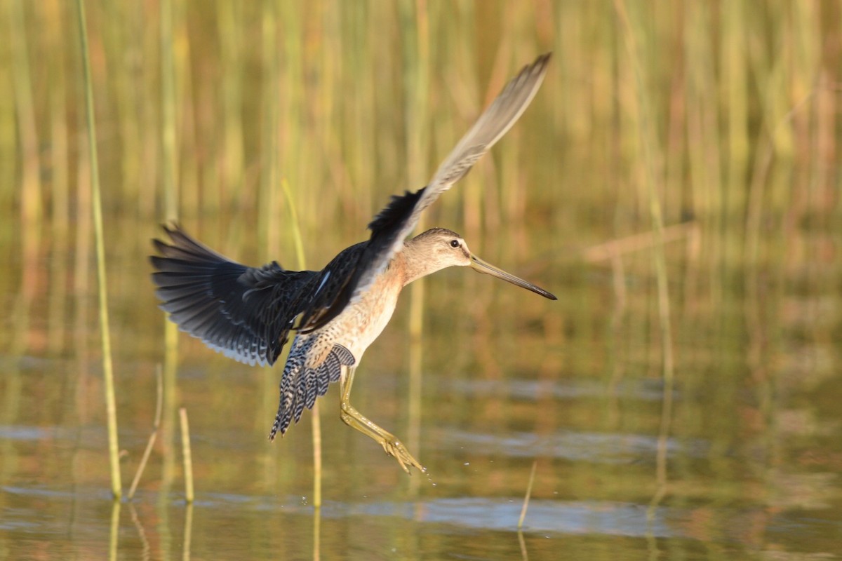 Long-billed Dowitcher - ML370079381
