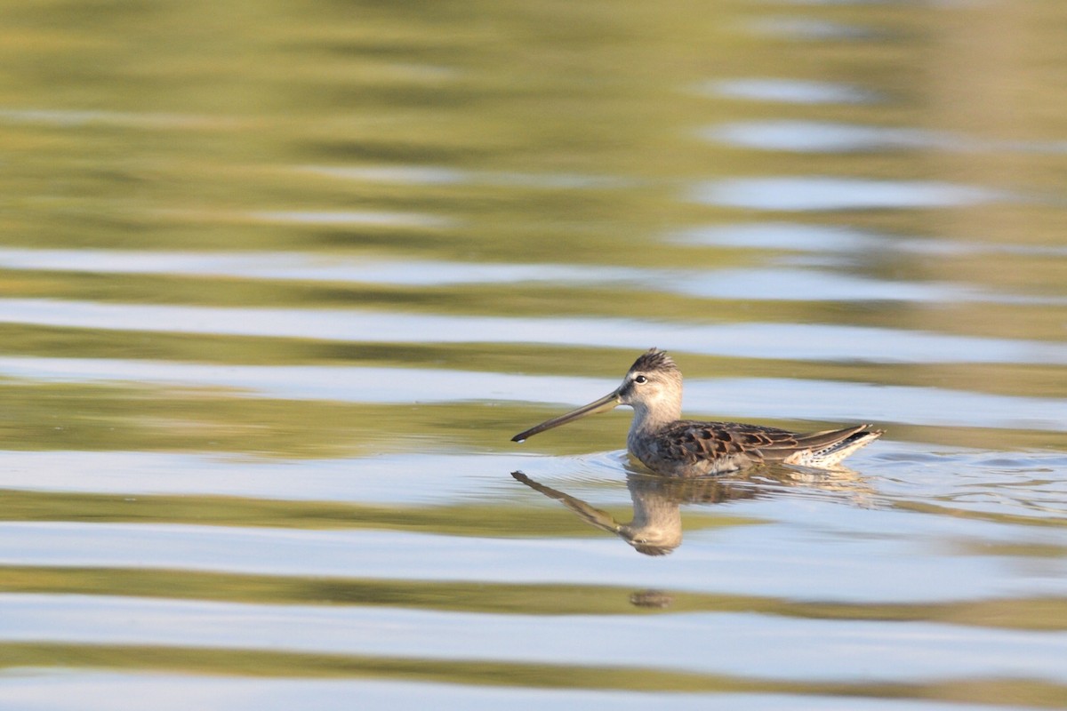Long-billed Dowitcher - ML370079411