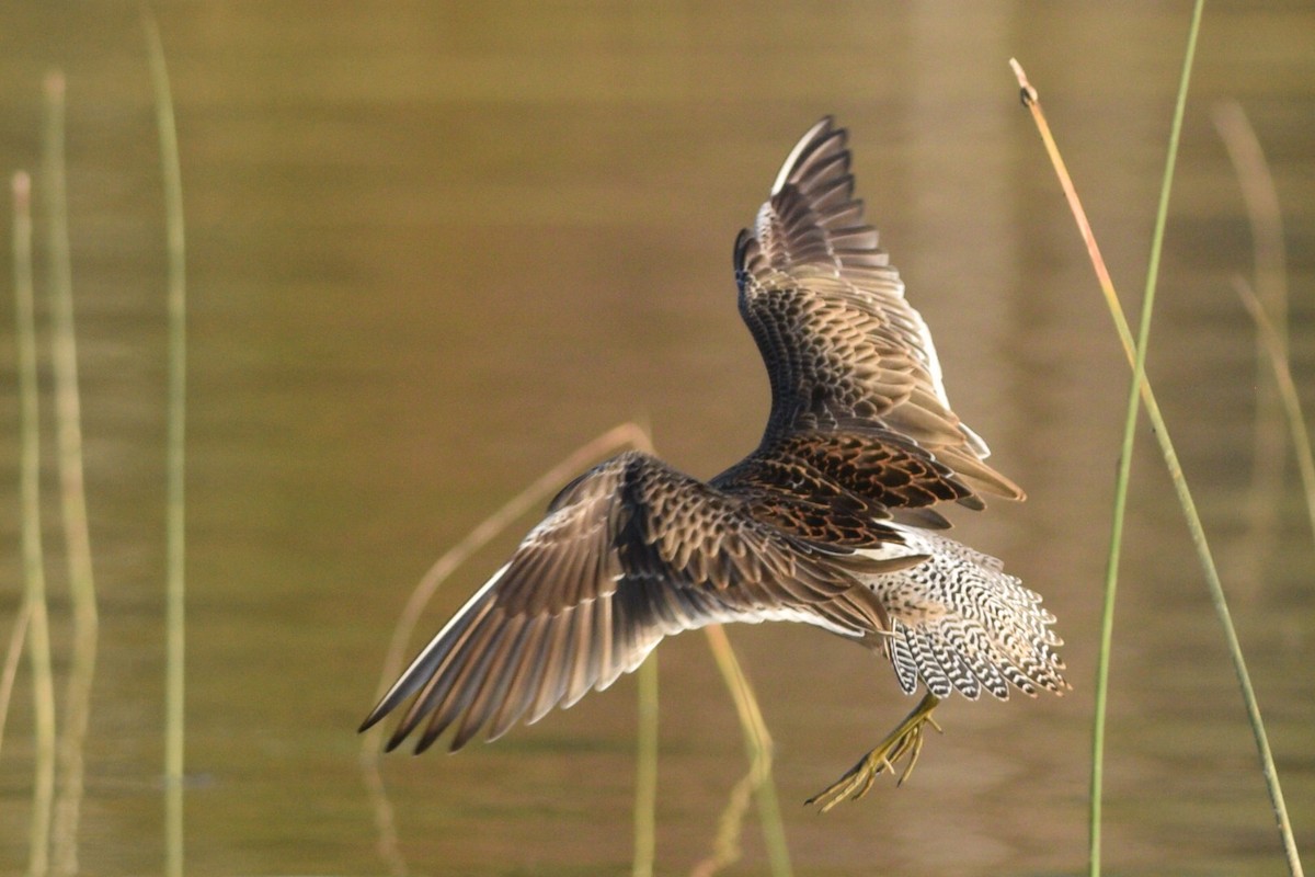 Long-billed Dowitcher - ML370079421
