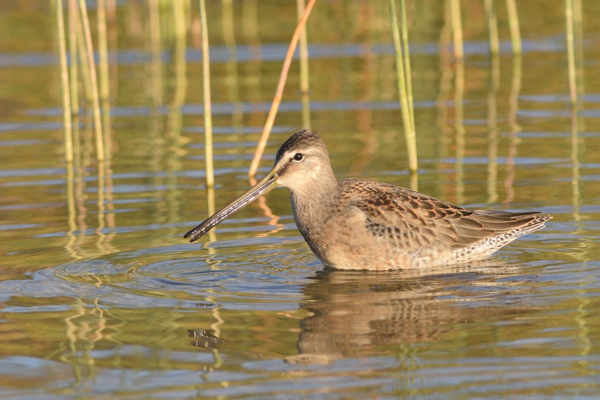 Long-billed Dowitcher - ML370079441