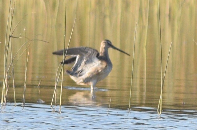 Long-billed Dowitcher - ML370079481