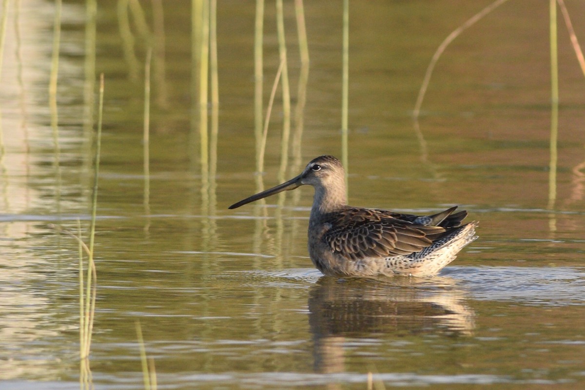 Long-billed Dowitcher - ML370079531