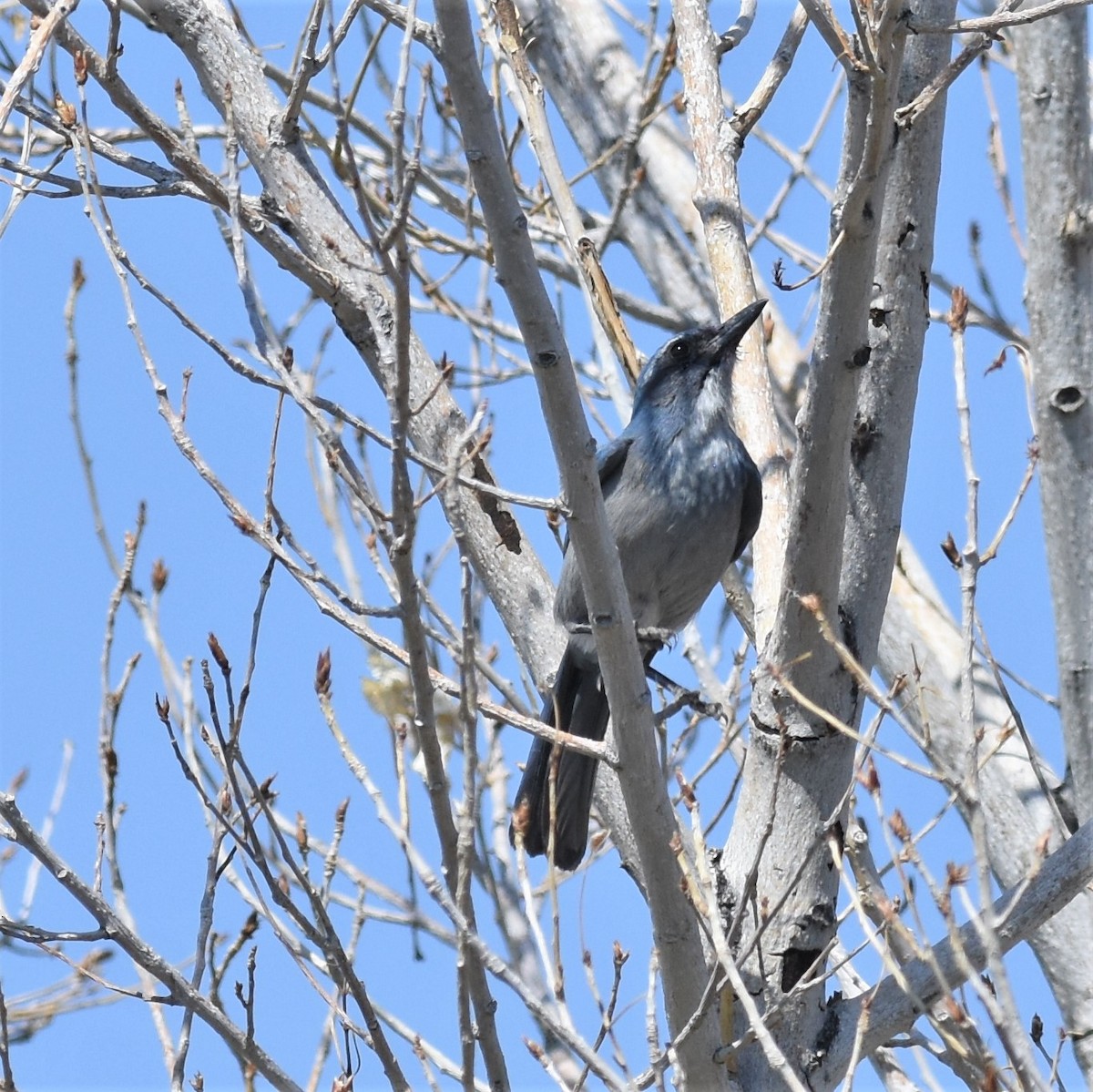 Woodhouse's Scrub-Jay (Woodhouse's) - Ronnie Reed