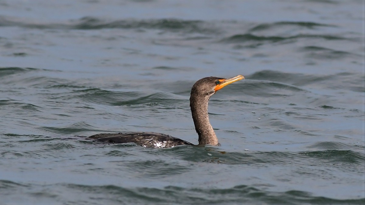 Double-crested Cormorant - Mike Sylvia