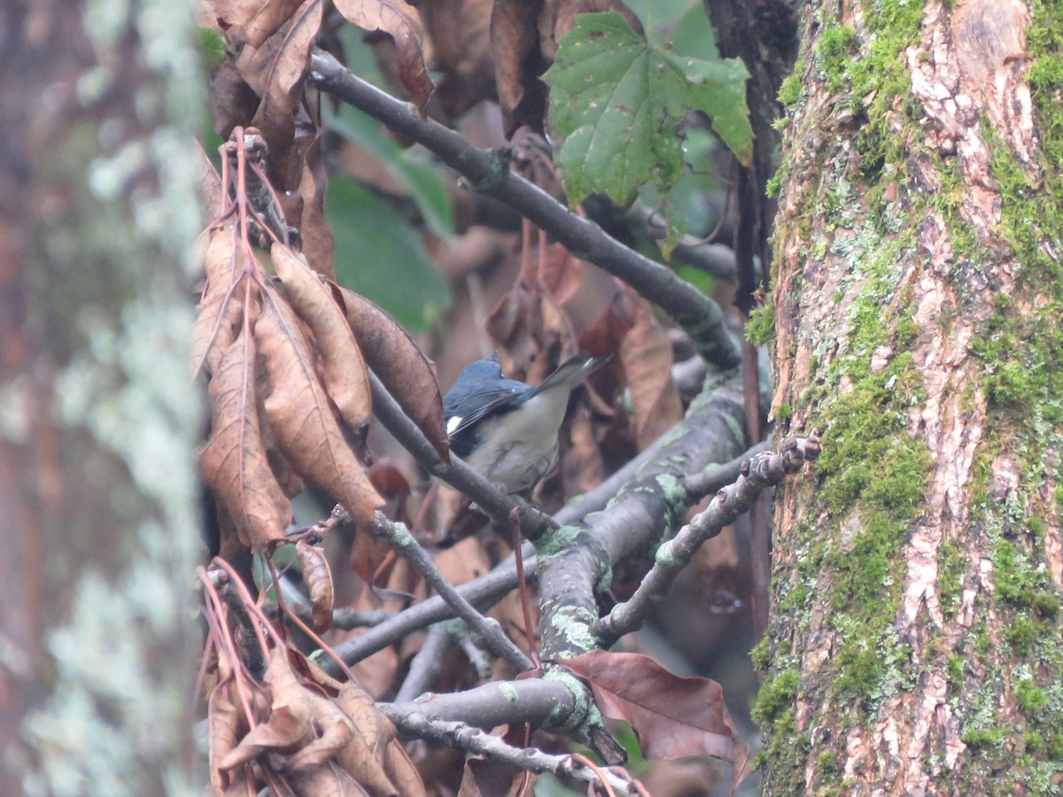 Black-throated Blue Warbler - ML370085221