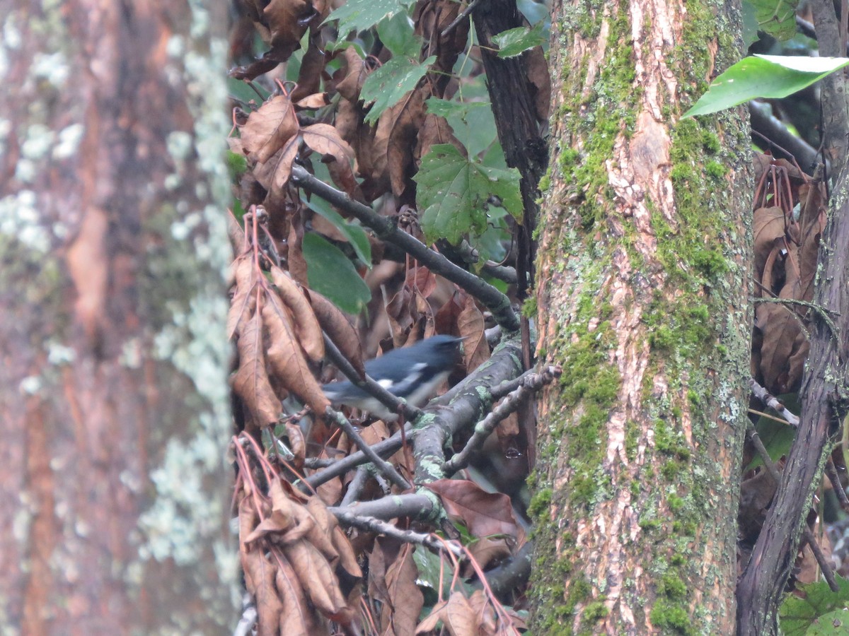 Black-throated Blue Warbler - ML370085371